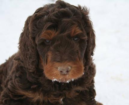 Yesteryear goldendoodles sales