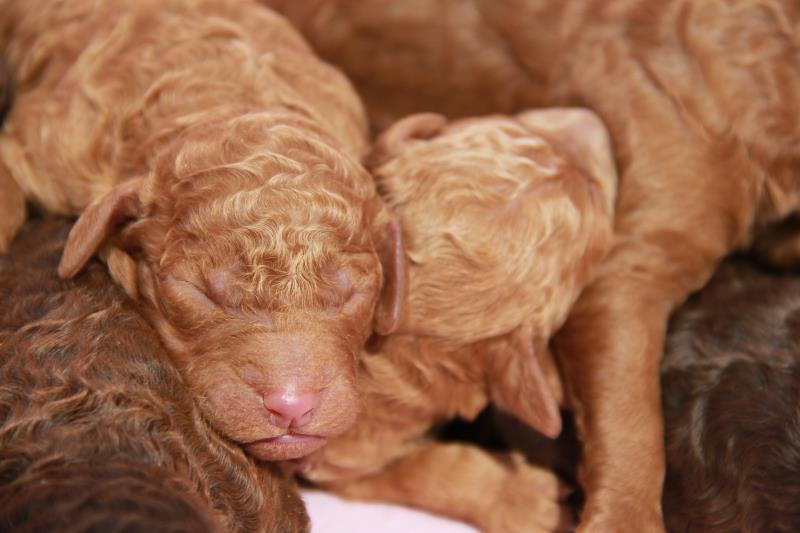 Nutmeg Labradoodle Puppies March 13