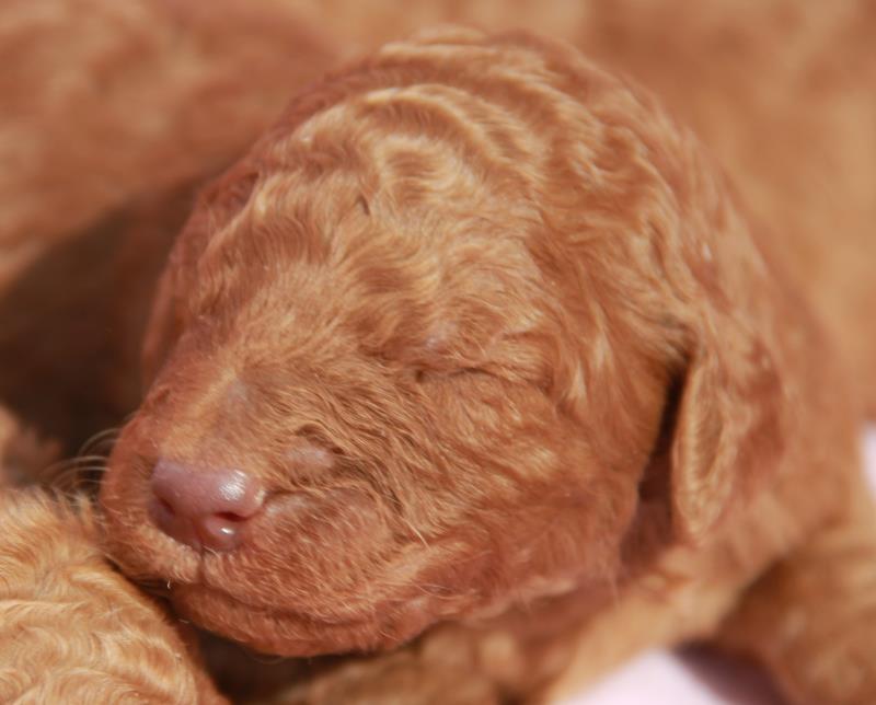 Nutmeg Labradoodle Puppies March 13