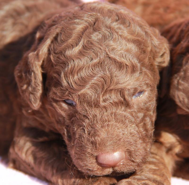 Nutmeg Labradoodle Puppies March 13