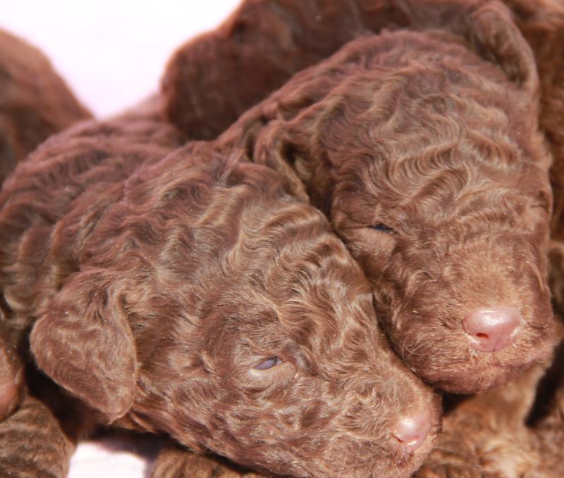Nutmeg Labradoodle Puppies March 13
