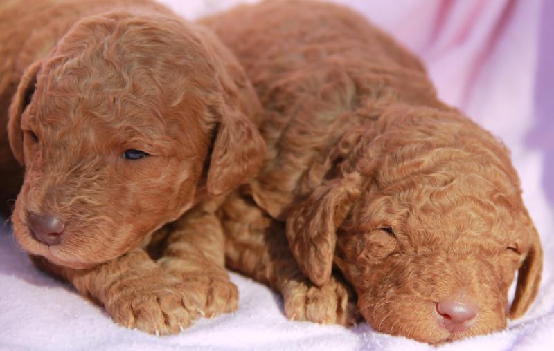 Nutmeg Labradoodle Puppies March 13