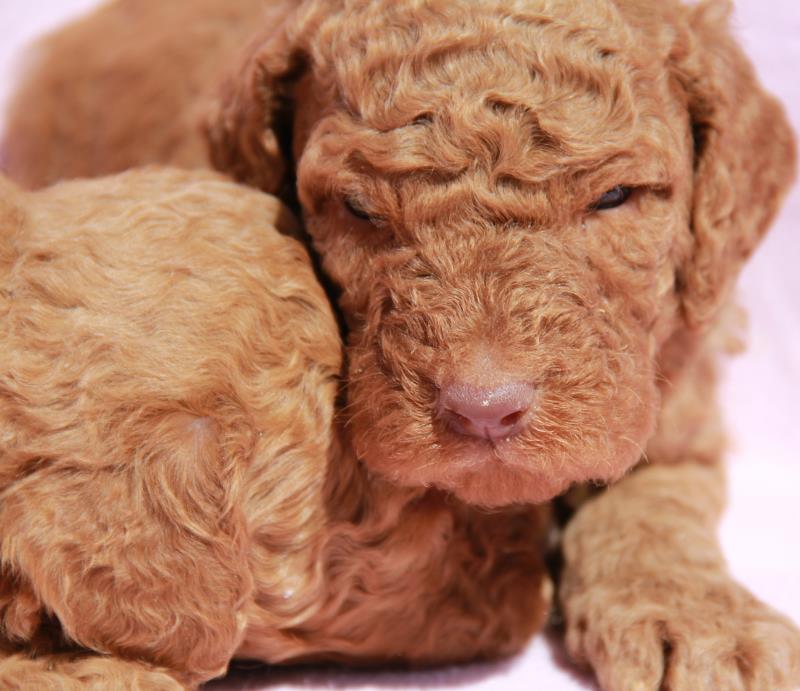 Nutmeg Labradoodle Puppies March 13