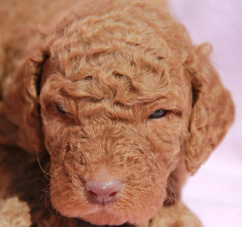 Nutmeg Labradoodle Puppies March 13