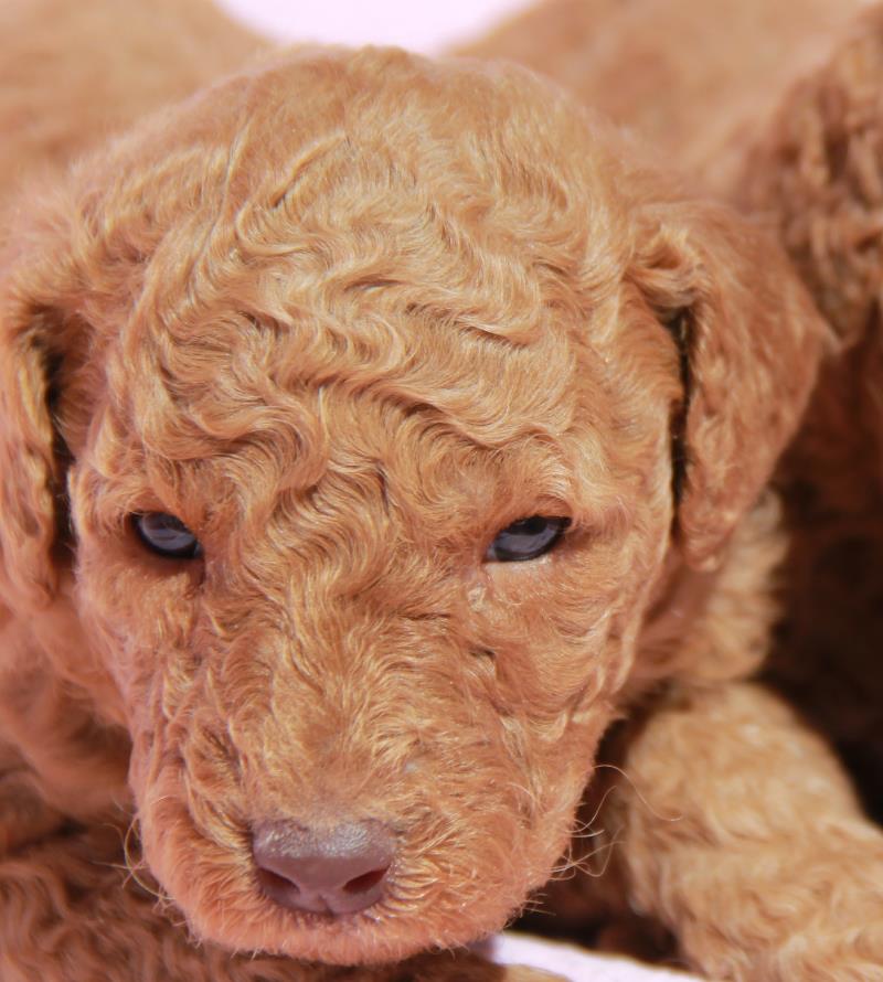 Nutmeg Labradoodle Puppies March 13