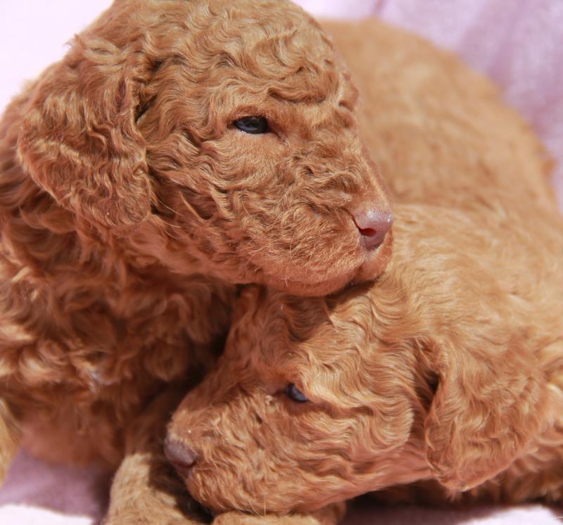 Nutmeg Labradoodle Puppies March 13