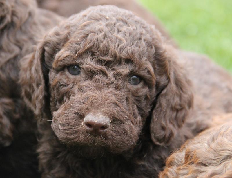 Nutmeg Labradoodle Puppies March 13