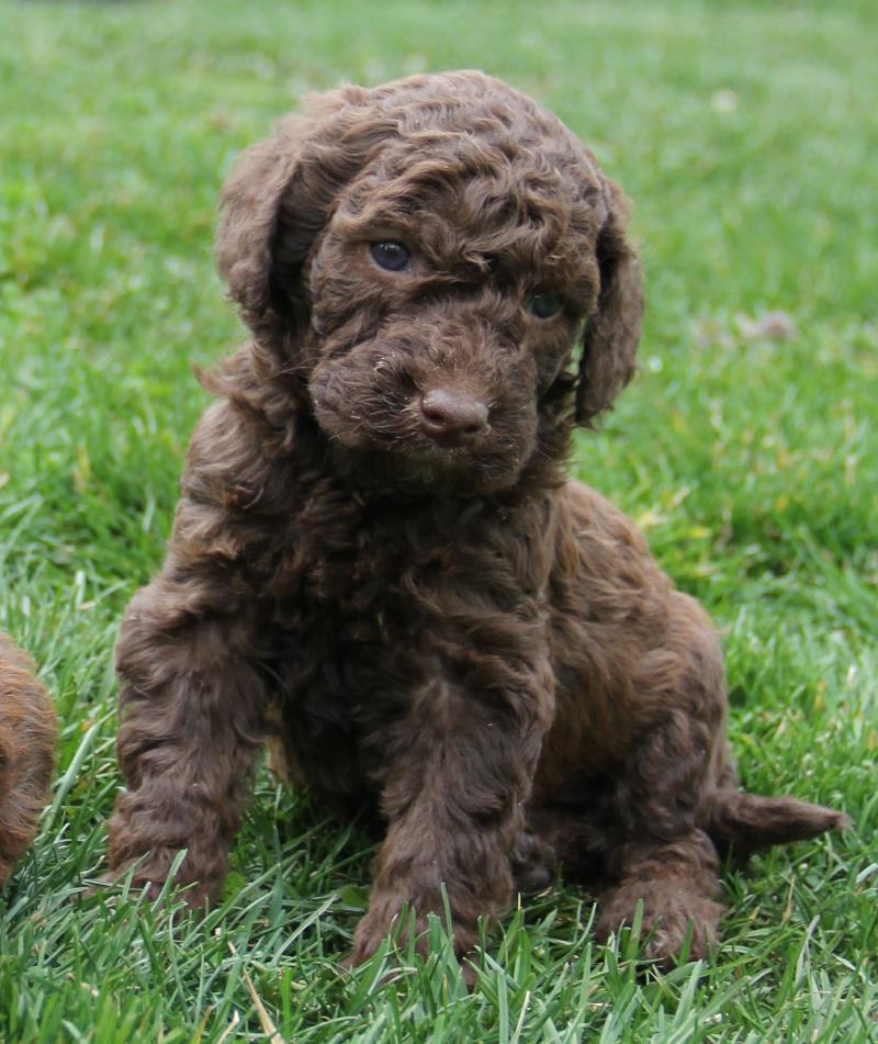Nutmeg Labradoodle Puppies March 13