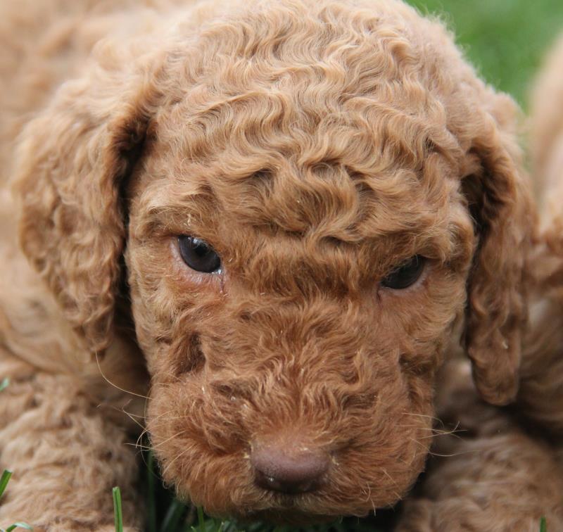 Nutmeg Labradoodle Puppies March 13