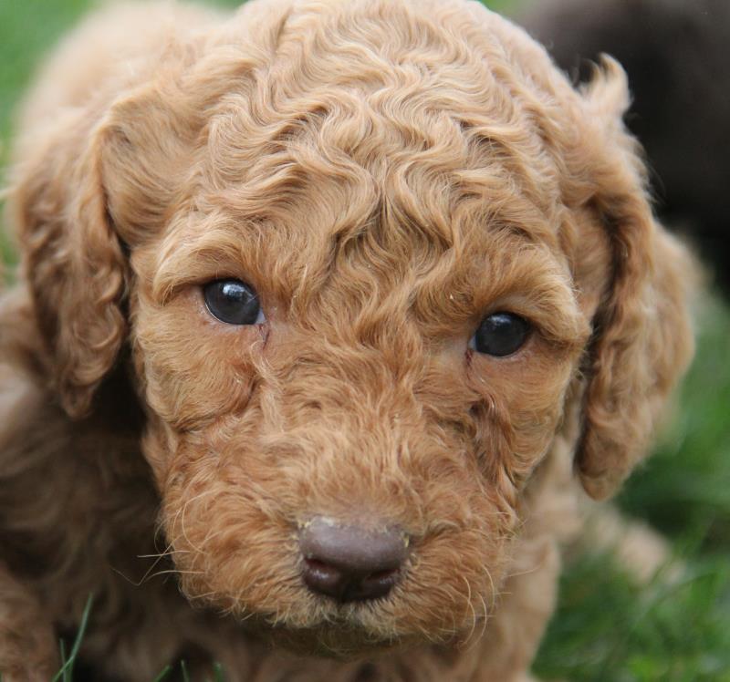 Nutmeg Labradoodle Puppies March 13