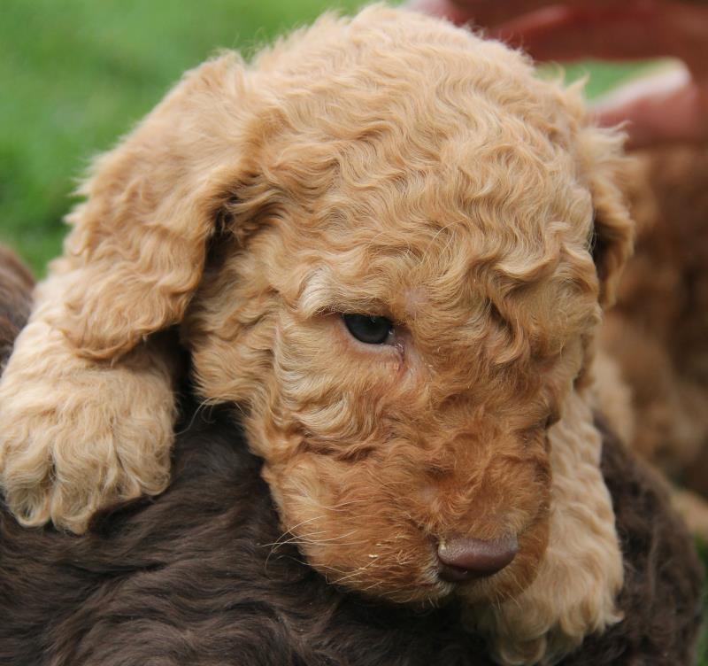 Nutmeg Labradoodle Puppies March 13