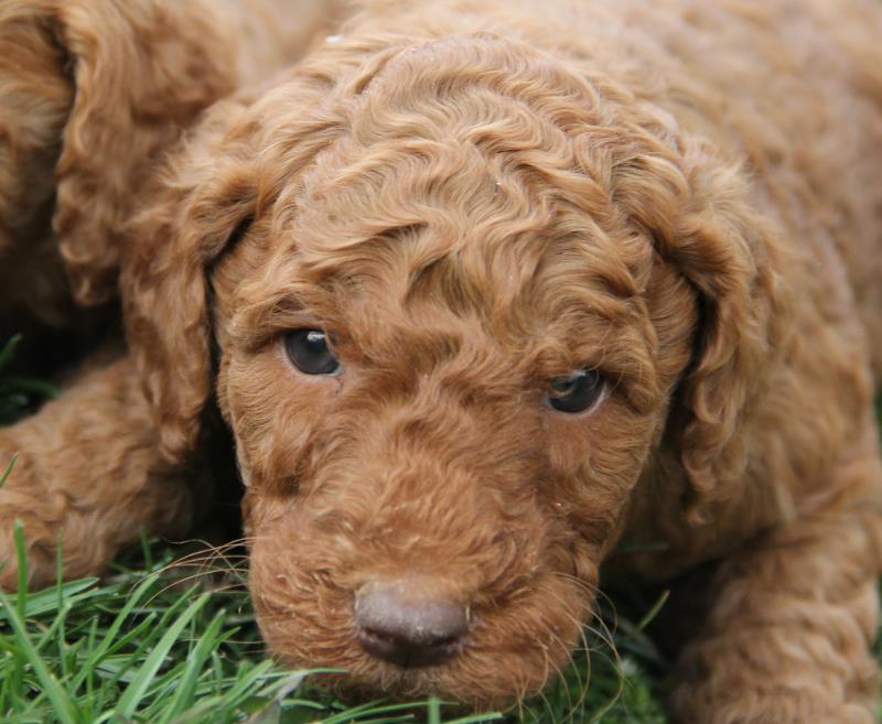 Nutmeg Labradoodle Puppies March 13