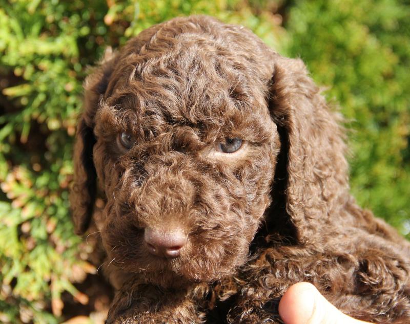 Nutmeg Labradoodle Puppies March 13