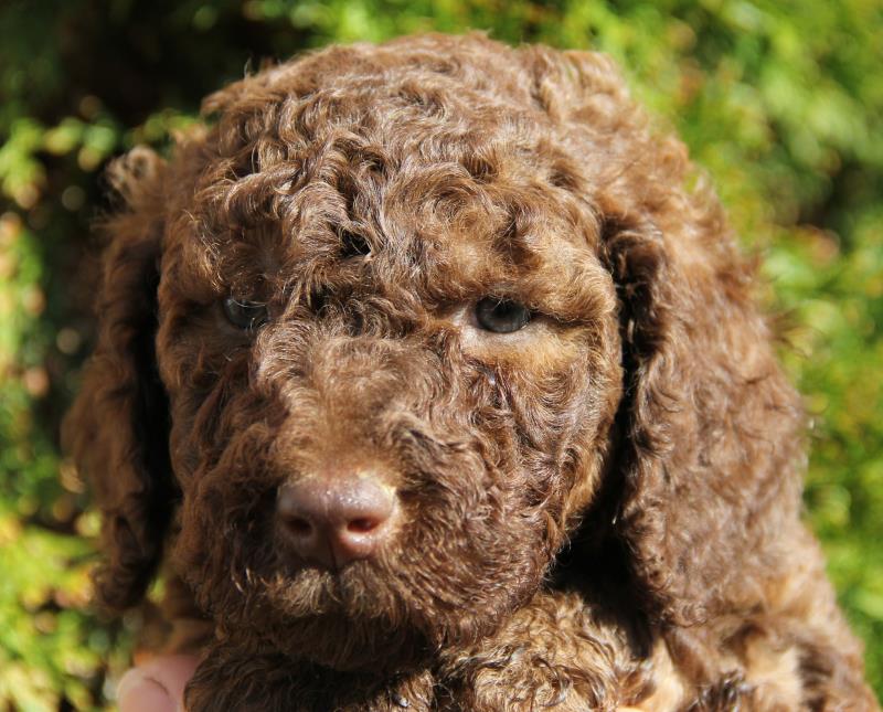 Nutmeg Labradoodle Puppies March 13