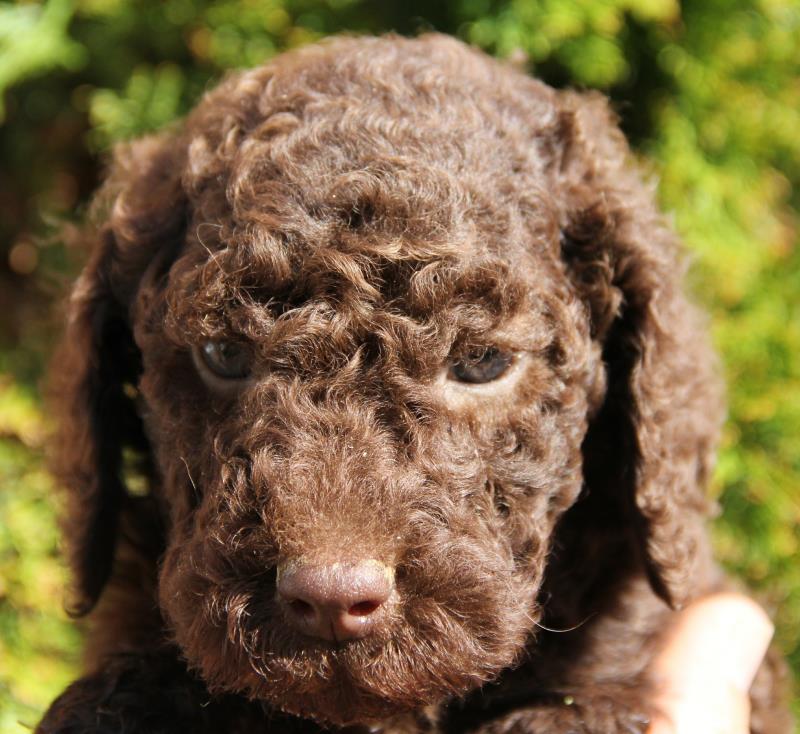 Nutmeg Labradoodle Puppies March 13