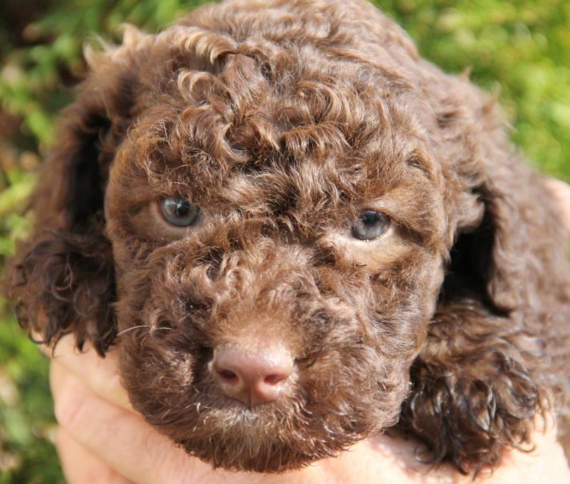 Nutmeg Labradoodle Puppies March 13