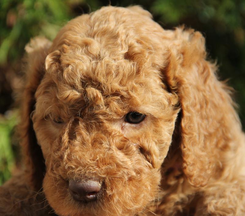 Nutmeg Labradoodle Puppies March 13