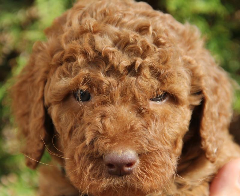Nutmeg Labradoodle Puppies March 13