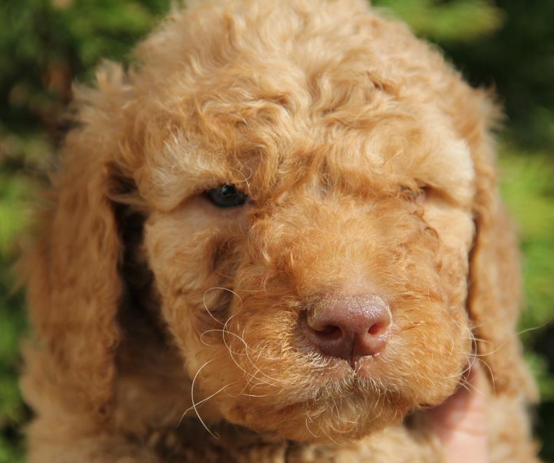 Nutmeg Labradoodle Puppies March 13