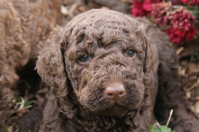 NutmegChocolateDoodleOct13