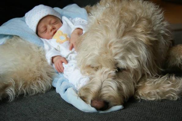 chocolate labradoodle. Yesteryear Acres Labradoodle