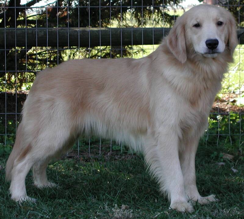 golden retriever light golden the gallery for gt amalebe amakhulu golden retriever light golden the gallery for gt amalebe amakhulu