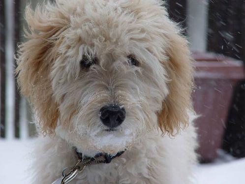 white goldendoodle puppy. Acres Goldendoodle Puppy