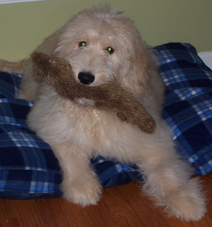 goldendoodle puppy red. Acres Goldendoodle Puppy