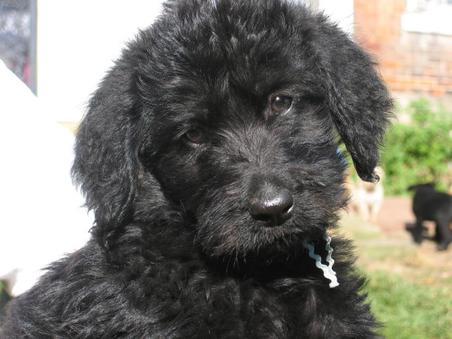 Labradoodle Puppy Pictures