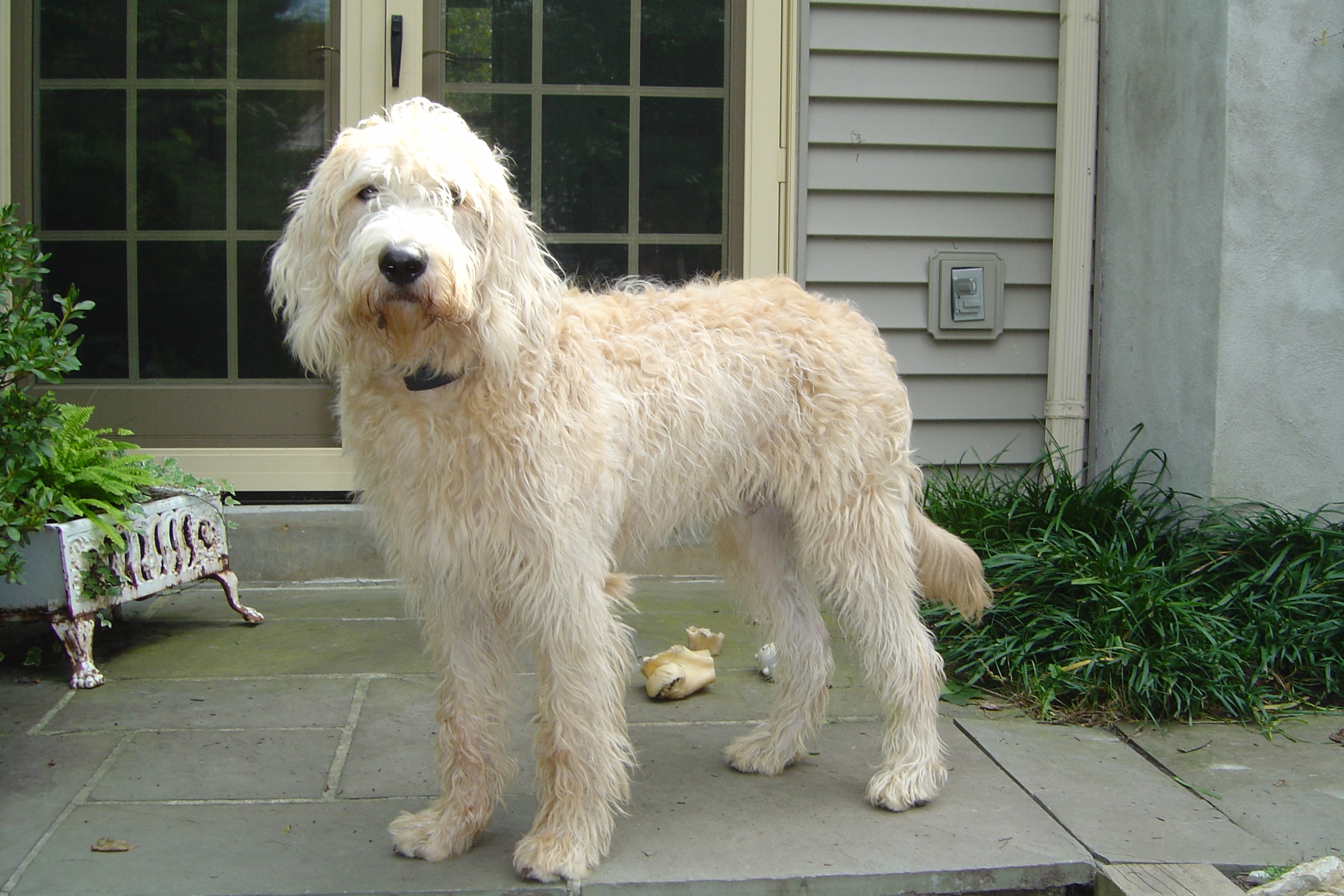 Labradoodle