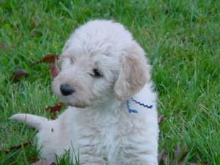 Labradoodle