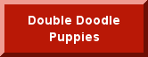 Labradoodles