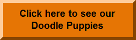 Labradoodles