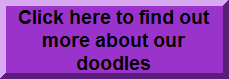 Labradoodle